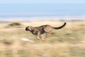 Image optimization for SEO Everything you need to know for success