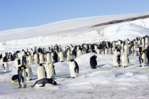 SEO strategy website redesign migration