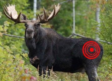 moose with a target