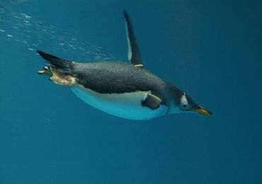 penguin diving