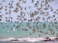 Waders_in_flight_Roebuck_Bay