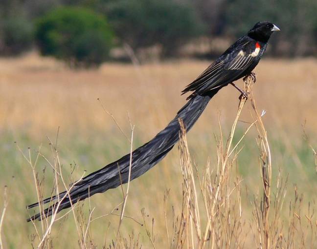 A photograph of a long-tailed widowbird perched on a stalk in a grassy field.