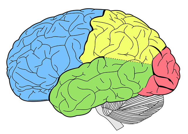 A picture of the human brain with different regions coloured in blue, yellow, green and red.