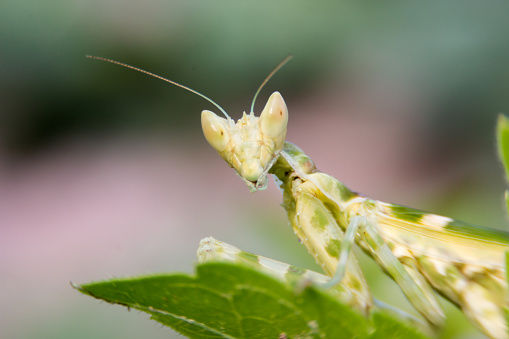 green adult female of praying mantis