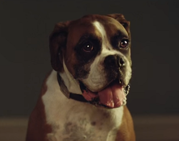 Buster the Boxer from the John Lewis Christmas advert 2016