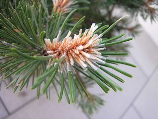 brown-pine