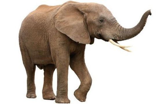 elephant