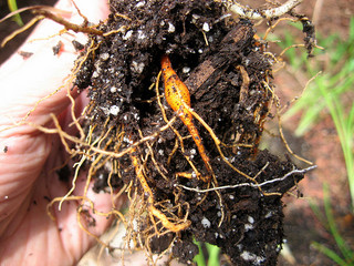 roots-daylily