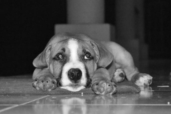 puppy-dog-bw puppy-dog-bw