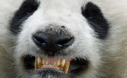mean-panda