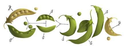 Google Doodle honors discovery of genetics made by Gregor Mendel