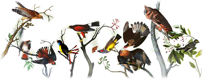 John James Audubon Google Birthday Doodle
