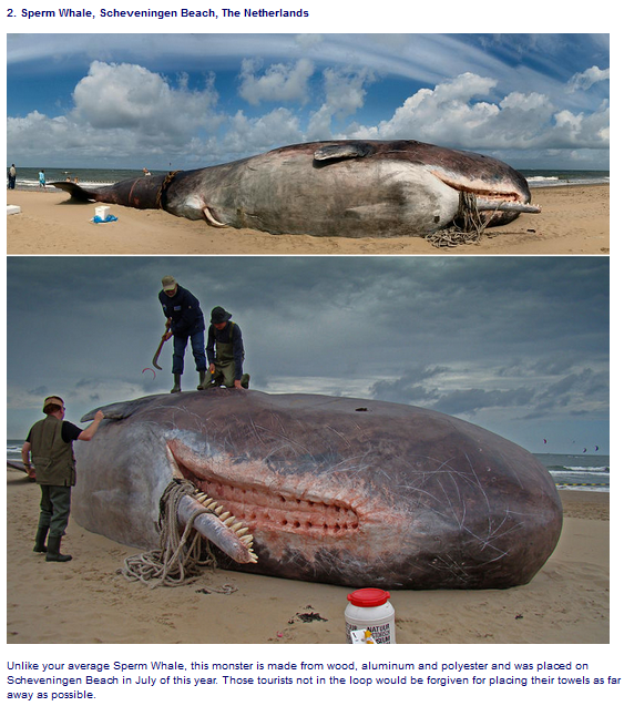 2-whale-scheveningen-beach-the-netherlands