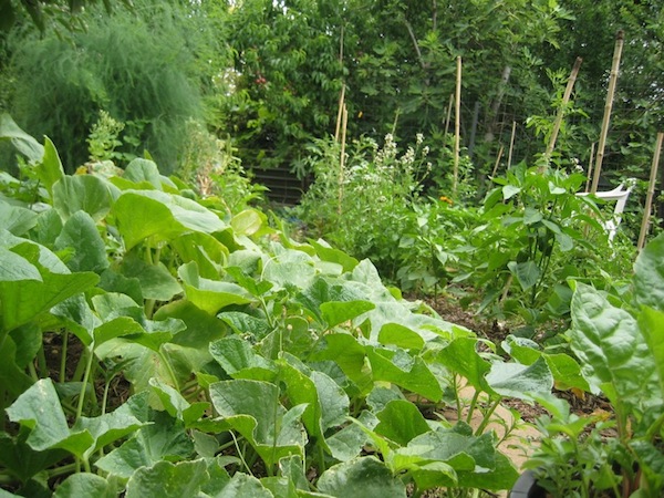 vegetable-garden