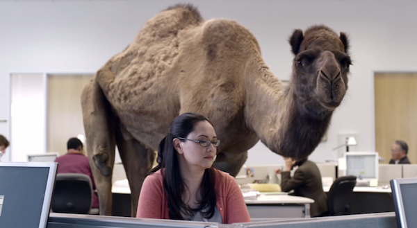 GEICO Hump Day